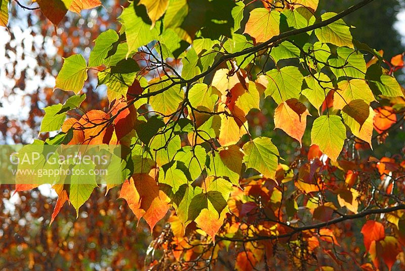 Acer capillipes foliage in Autumn