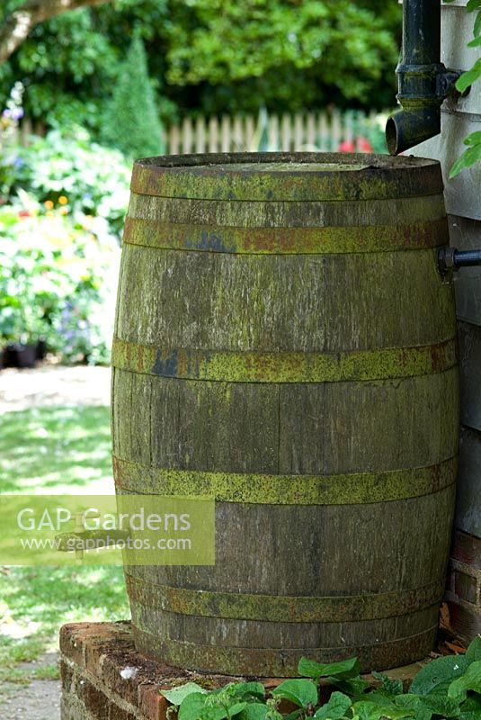 Wooden barrel used as a water butt, storing water from drain pipes and guttering on the potting shed.