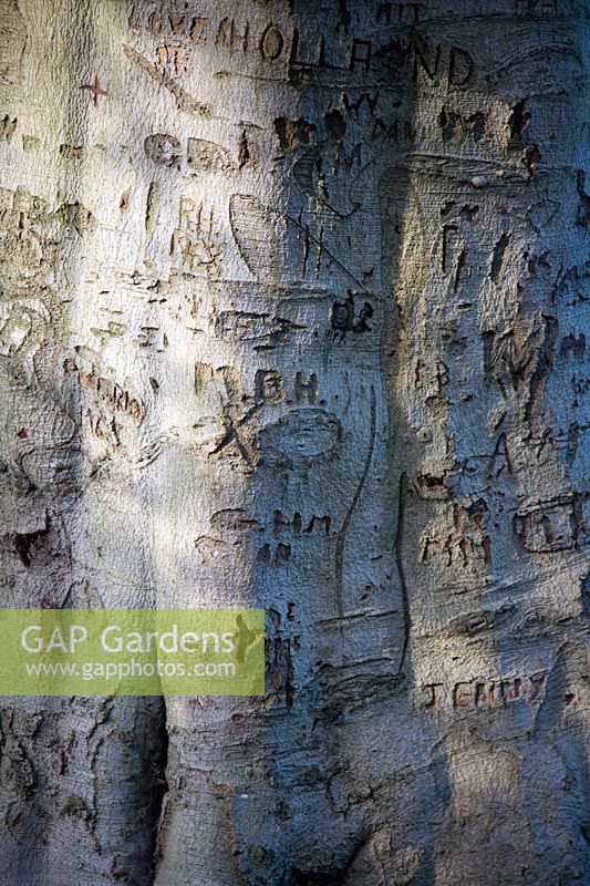 Carvings on bark of Fagus sylvatica - Beech tree