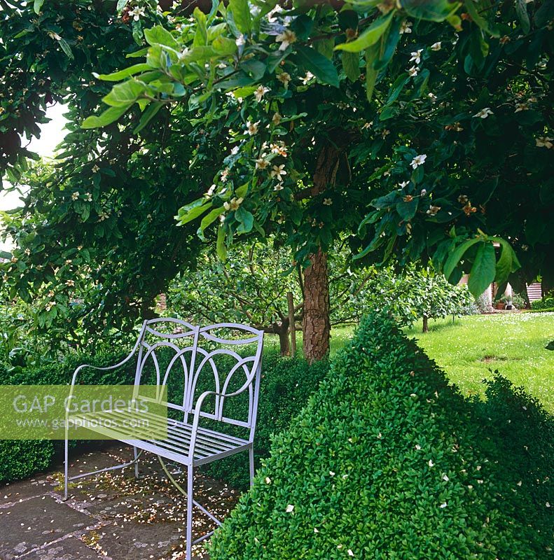 Metal bench beside shaped Taxus and Mespilus germanica 