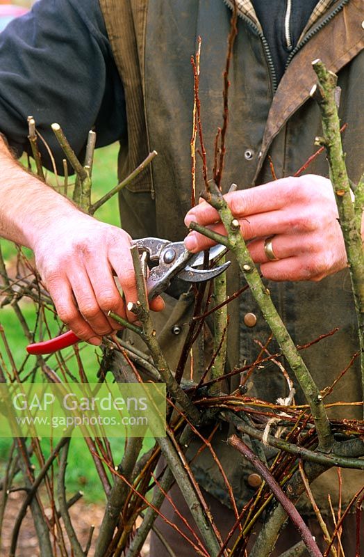 Pruning the willows in living willow fence