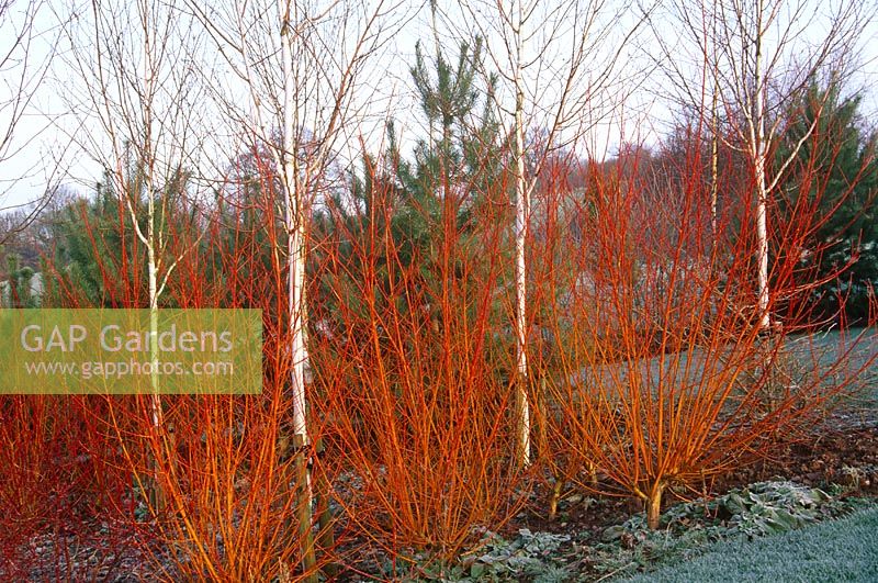 Colourful stems and bark, Betula utilis var 'Jaquemontii', Cornus alba 'Westonbirt' and Salix alba