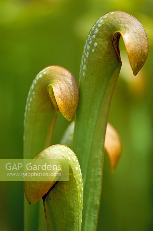 Sarracenia minor - Pitcher Plant