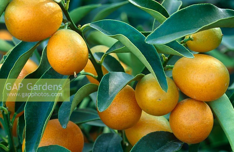 Fortunella japonica - Kumquat
