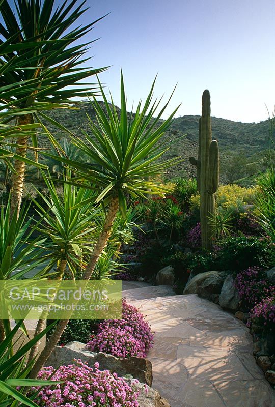 Contemporary desert garden with path thought mixed architectural planting of cacti and Yucca - Palm Springs, USA