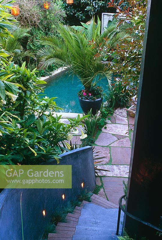 Small, modern, urban garden with Trachycarpus fortunei in container on steps - The Getty Garden, San Francisco USA