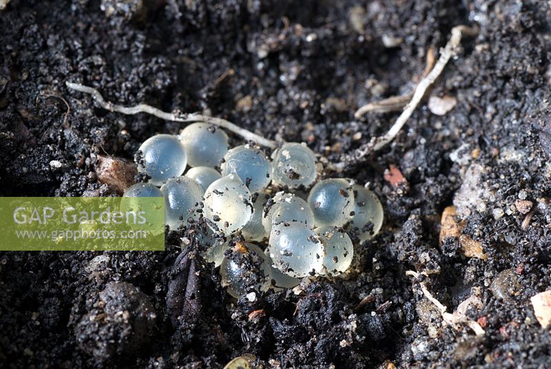 Close up of Slug eggs in soil 