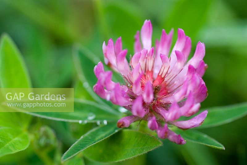 Trifolium pratense - Red Clover 