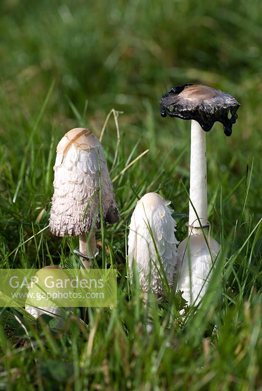 Coprinus comatus - Shaggy ink cap growing in grass 