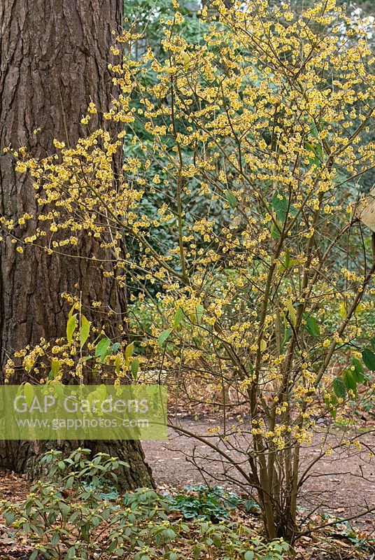 Chimonanthus praecox - Wintersweet, fragrant winter flowering shrub with mass of yellow flowers