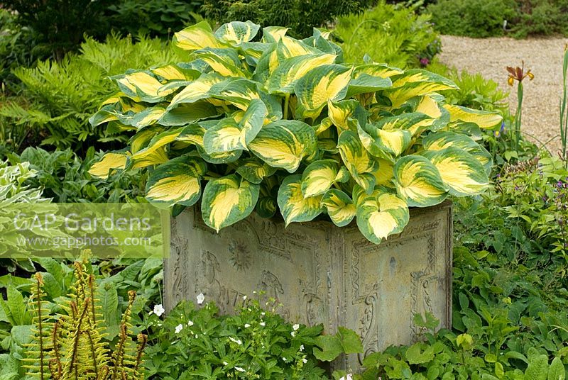Hosta 'Great Expectations' in container with other ground cover Perennials planted at base including Ferns, Hostas, Epimediums, Geraniums and Primulas