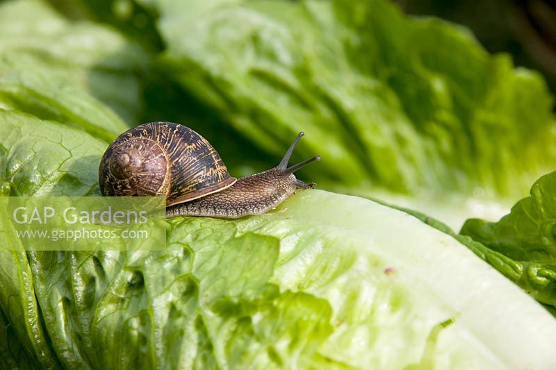 Snail on lettuce