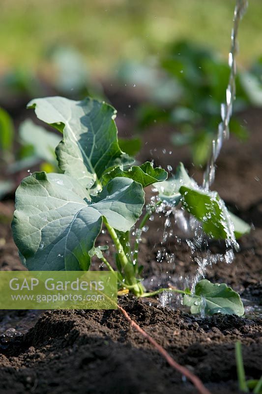 Calabrese - Quick Broccoli being watered in