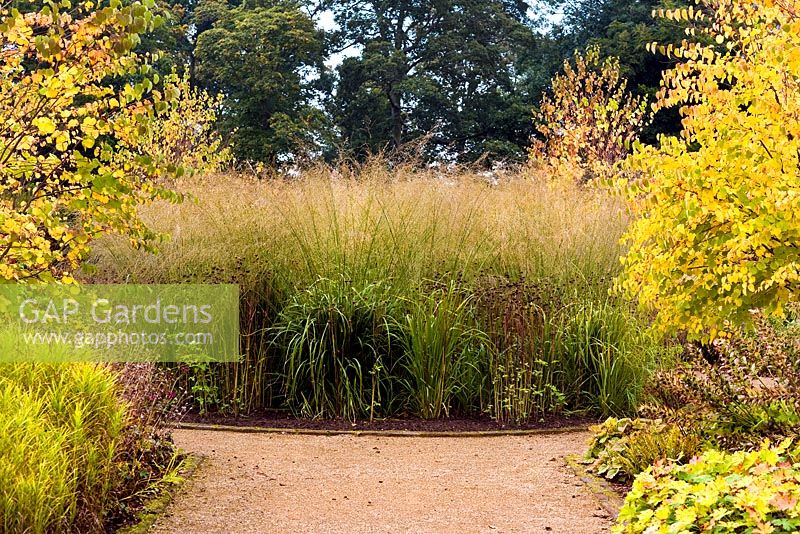 Molinia 'Transparent' at The Walled Garden Scampston, North Yorkshire