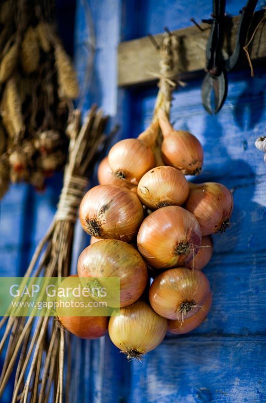Onions hanging up in shed at RHS Harlow Carr