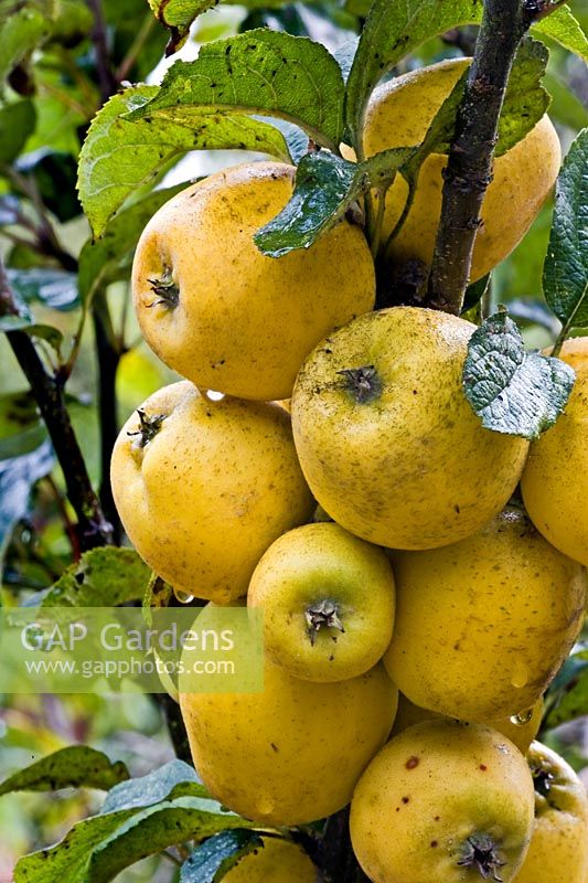 Malus 'Pitmaston Pineapple' - Apples 