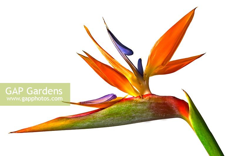 Strelitzia reginae - Bird of paradise flower