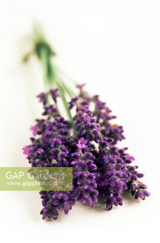 Lavandula - Bunch of lavender