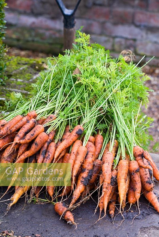 Freshly dug Carrots 'Early Nantes 2'