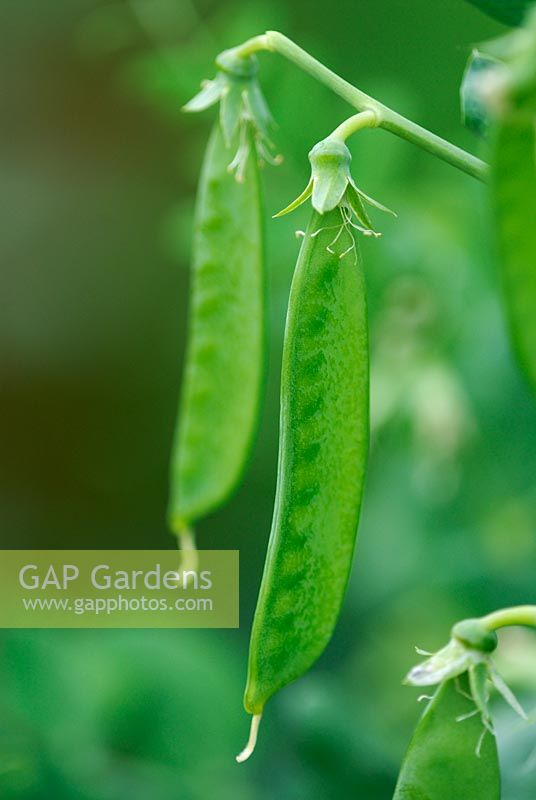 Pisum sativum - Peas ripening on plant