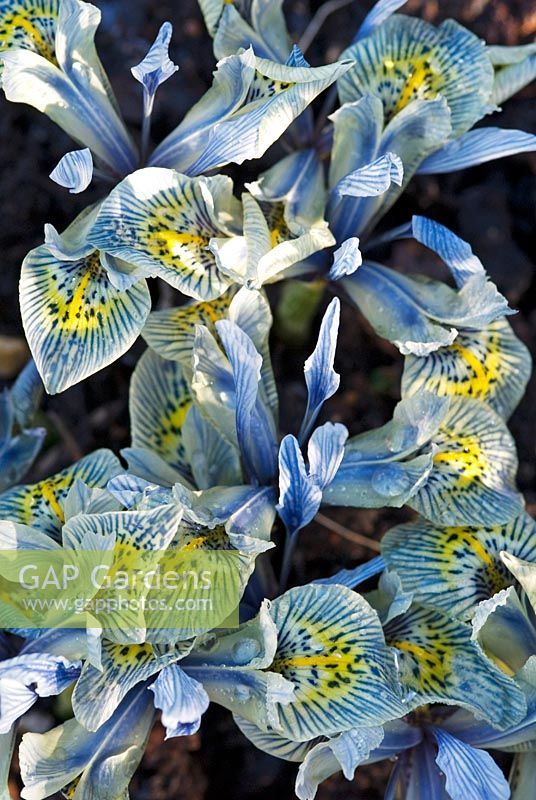 Iris 'Katharine Hodgkin' - Reticulata Iris
