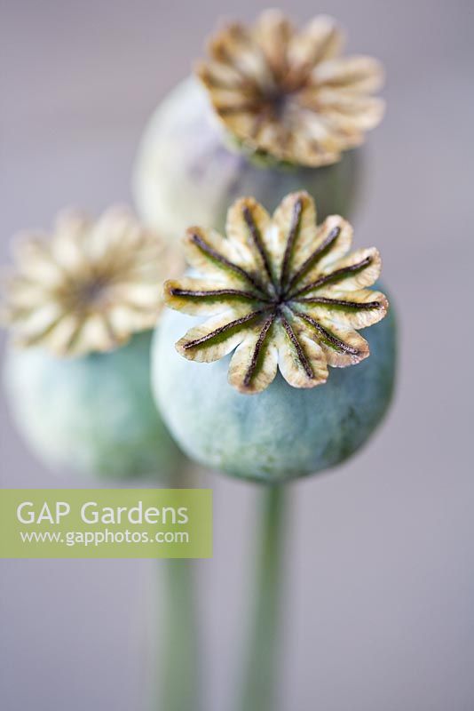 Papaver - Poppy seedheads