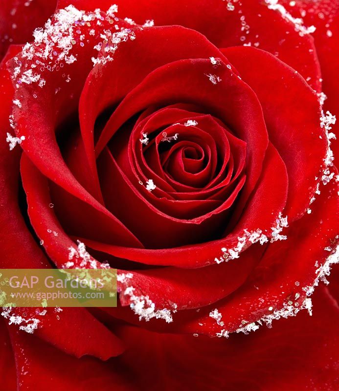 Red Rosa - Rose with snow in Winter