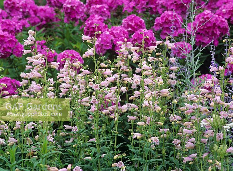 Penstemon 'Mother Of Pearl' backed by Phlox