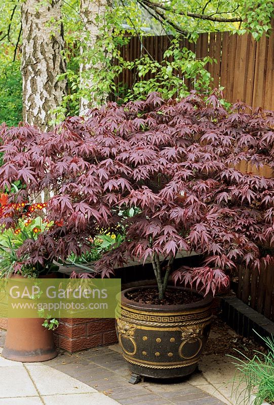 Acer palmatum 'Bloodgood' growing in an Oriental pot sat up on pot feet in the dappled shade of silver birch trees
