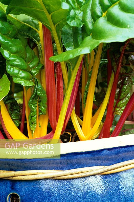 The multi-coloured stems of Beta vulgaris 'Bright Lights' crowd the rim of a blue glazed container