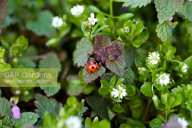 Ladybird on weeds in an organic vegetable garden - Lamium purpureum - Red Dead Nettle and Stellaria media - Common chickweed in late March