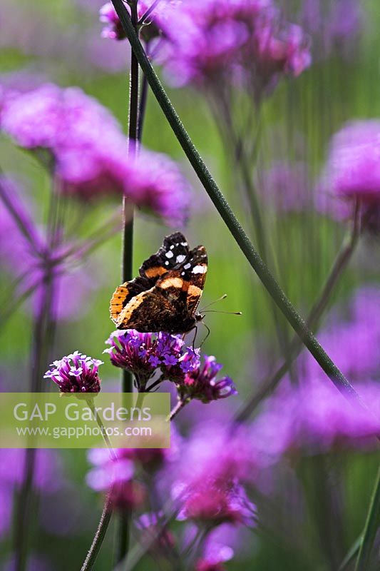 Red Admiral Butterfly on Verbena bonariensis