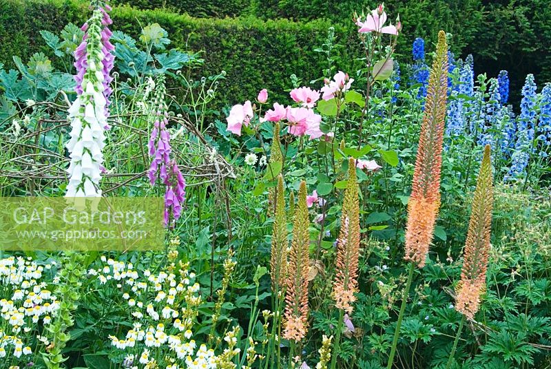 Herbaceous borders at Cothay Manor, Somerset containing repeated clumps of perennials punctuated by foxtail lilies, Delphiniums and Digitalis with backdrop of Taxus hedge