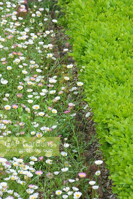 The terrace at Cothay Manor, Somerset covered with self seeded Erigeron karvinskianus, filling one part of a knot garden edged with box