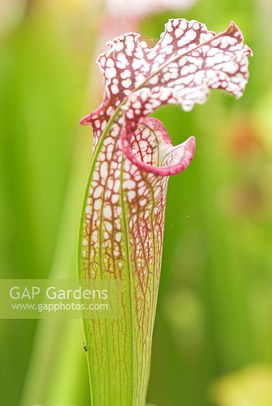 Sarracenia leucophylla - Vivid crimson and green veining mark the white topped pitchers of the White Trumpet at Hewitt-Cooper Carnivorous Plants in Somerset