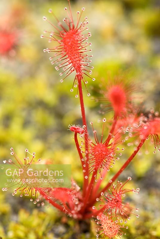 Drosera affinis, a rosetted sundew at Hewitt-Cooper Carnivorous Plants in Somerset