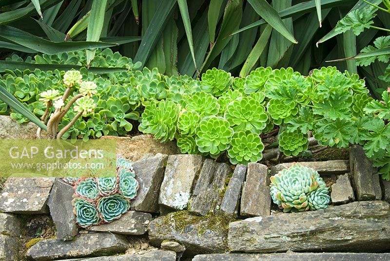 Retaining wall along the lawn path contains spikey Furcraea longaeva whilst hosting succulents such as Aeoniums and blue-green Echeveria elegans - Trebah, Mawnan Smith, nr Falmouth, Cornwall