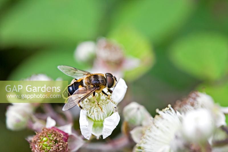 Hoverfly on blackberry blossom