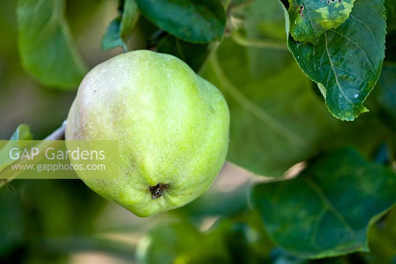 Malus 'Tom Putt' - Cooking apple