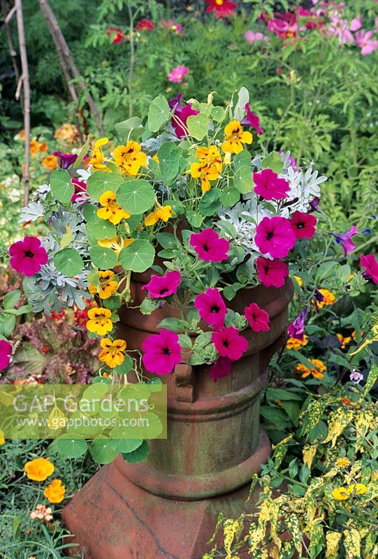 Petunia 'Purple Wave' with a red and yellow Tropaeolum and the grey foliage of  Artemisia stelleriana 'Boughton Silver'