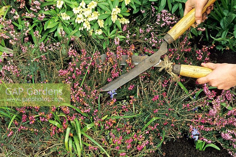 Clipping over winter flowering heathers with hand shears as the flowers fade to keep them bushy and compact