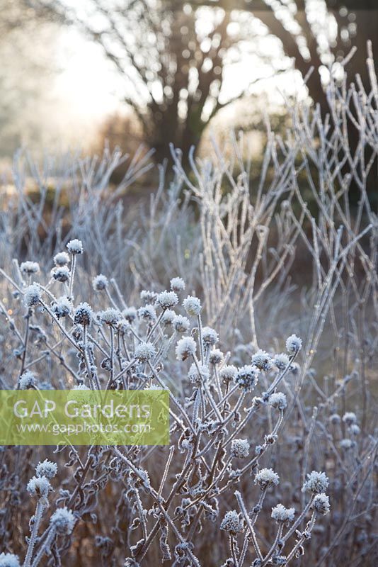 Detail of frosted seed heads of Aster x frikartii 'Jungfrau', back lit by low winter sun