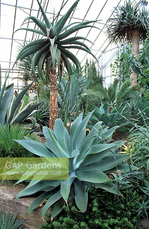 Agave and Palms in conservatory - RHS Wisley
