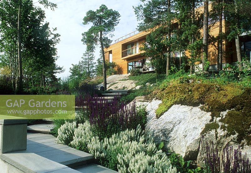 Contemporary minimalist country garden with rocky outcrop and Salvia. House at top of hill - Villa Solberget, Stocksund, Sweden