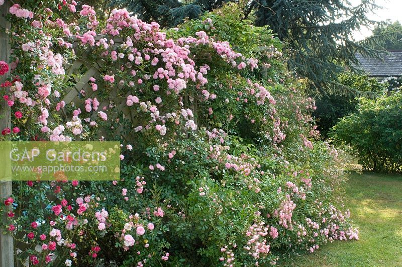 Pink roses on trellis fence - Tilford Cottage, Surrey