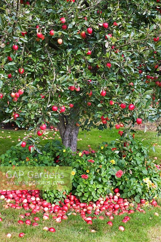 Malus - Fallen apples under apple tree underplnted with Dahlias