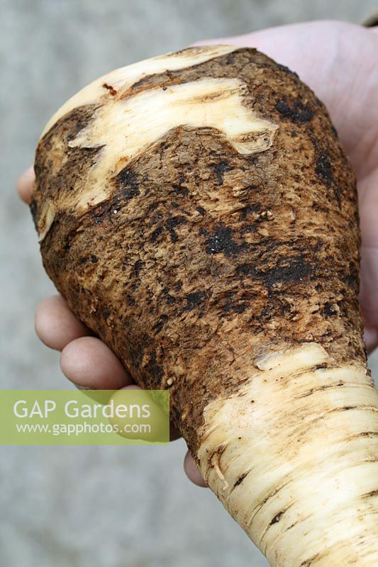 Pastinaca sativa 'Gladiator F1' - Parsnip with the disease, Canker.