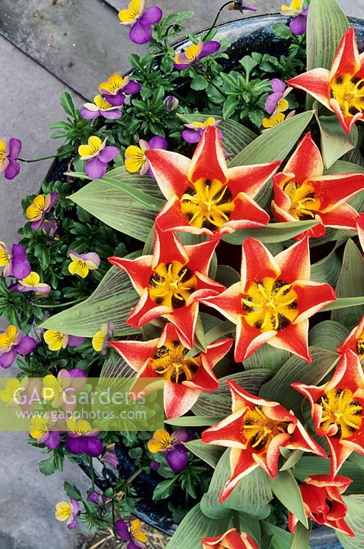 Tulipa 'Johann Strauss' ringed around with Violas in a Chinese blue glazed container