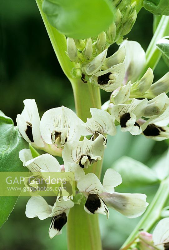 Vicia faba - Broad beans flowers