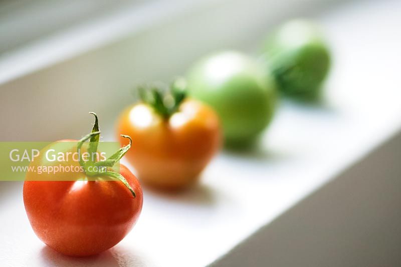 Home grown tomatoes ripening on windowsill